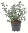 Kleinblättriger Eukalyptus im Angebot bei toom Baumarkt in Mülheim Kleinblättriger Eukalyptus Angebote bei toom Baumarkt Mülheim für 3,99 €