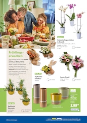 Aktueller Lidl Prospekt mit Orchidee, "Ostern mit Lidl lohnt sich", Seite 8