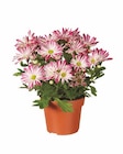 Chrysantheme Elle Fleur im Angebot bei Lidl in Coesfeld Chrysantheme Elle Fleur Angebote bei Lidl Coesfeld für 3,49 €