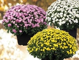 Chrysanthemen indicum Angebot in Dehlitz Chrysanthemen indicum im aktuellen Prospekt bei i&M BauCentrum in Dehlitz