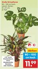 Große Grünpflanze im Angebot bei Netto Marken-Discount in Bremerhaven Große Grünpflanze Angebote bei Netto Marken-Discount Bremerhaven für 11,99 €