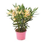 Oleander Busch für 8,99 € bei Netto mit dem Scottie im Angebot Oleander Busch im aktuellen Netto mit dem Scottie Prospekt