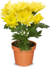 Mini Blühpflanzen im Angebot bei Netto Marken-Discount in Kaiserslautern Mini Blühpflanzen Angebote bei Netto Marken-Discount Kaiserslautern für 1,19 €