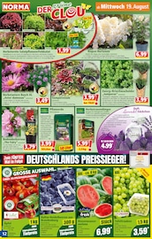 Blaubeeren Angebote im Prospekt "Mehr fürs Geld" von Norma Blaubeeren Angebote im Prospekt "Mehr fürs Geld" von Norma auf Seite 12