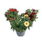 Petchoa 'Beautical' von GROW by OBI im aktuellen OBI Prospekt