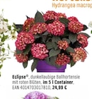 Aktuelles Eclipse Angebot bei OBI in Fürth ab 24,99 €