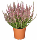Aktuelle Pflanzen Angebote bei Netto Marken-Discount in Mönchengladbach Aktuelles Besenheide Calluna Angebot bei Netto Marken-Discount in Mönchengladbach ab 1,99 €