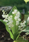 Griffes de muguet nantais - U - Super U à Saint-Maur-des-Fossés Griffes de muguet nantais - U en promo chez Super U Saint-Maur-des-Fossés à 5,99 €