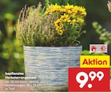 bepflanztes Herbstarrangement im Angebot bei Netto Marken-Discount in Delmenhorst bepflanztes Herbstarrangement Angebote bei Netto Marken-Discount Delmenhorst für 9,99 €
