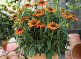 Sonnenhut Angebote von Grow by OBI bei OBI Fürth für 12,99 €
