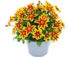 Hagebaumarkt Fürstenfeldbruck - Goldmarie 'Caribbean Fire' Angebot im Prospekt Goldmarie 'Caribbean Fire' bei Hagebaumarkt im Fürstenfeldbruck Prospekt für 3,49 €