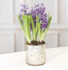 Composition de 3 jacinthes en promo chez Super U Nice à 6,99 €