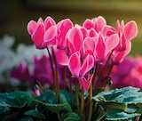 Intermarché Super Romilly-sur-Andelle - Promo Cyclamen pot 10.5 cm Promo Cyclamen pot 10.5 cm à 2,99 € dans le catalogue Intermarché Super à Romilly-sur-Andelle
