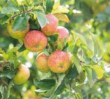 Historische Bio Obstbäume Angebote bei Globus-Baumarkt Bad Homburg für 29,99 €