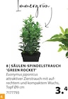 SĂ€ulen-Spindelstrauch 'Green Rocket' im Dehner Garten-Center Prospekt SĂ€ulen-Spindelstrauch 'Green Rocket' von im aktuellen Dehner Garten-Center Prospekt fĂŒr 3,49 âŹ