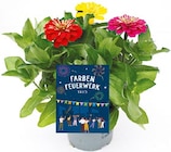 Farbenfeuerwerk Trio, Zinnia, Celosia oder Verbenen im Angebot bei Netto mit dem Scottie in Dessau-Roßlau Farbenfeuerwerk Trio, Zinnia, Celosia oder Verbenen Angebote bei Netto mit dem Scottie Dessau-Roßlau für 3,49 €