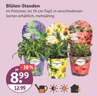 Blüten-Stauden von  im aktuellen V-Markt Prospekt für 8,99 €