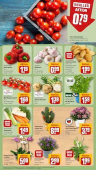 Pflanzen im aktuellen REWE Prospekt (Aachen) Pflanzen im REWE Prospekt "Dein Markt" mit 18 Seiten (Aachen)