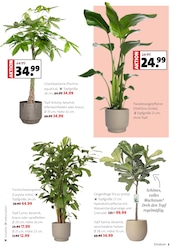 Aktueller Moubis Pflanzenhof Prospekt mit Kochtopf, "Faszinierend, was Grün alles kann", Seite 3