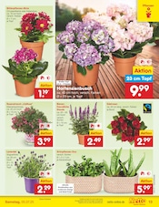 Hortensie im Netto Marken-Discount Prospekt in Cuxhaven Aktueller Netto Marken-Discount Prospekt mit Hortensie, "Aktuelle Angebote", Seite 15