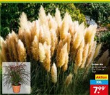 Aktuelle Pflanzen Angebote bei Netto Marken-Discount in Würzburg Aktuelles Gräser Mix Angebot bei Netto Marken-Discount in Würzburg ab 7,99 €