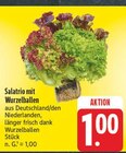 EDEKA Lohr - Salatrio mit Wurzelballen Angebot im Prospekt Salatrio mit Wurzelballen bei EDEKA im Lohr Prospekt für 1,00 €