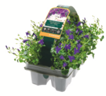 Glockenblume im Angebot bei toom Baumarkt in Kerpen Glockenblume Angebote bei toom Baumarkt Kerpen für 12,99 €