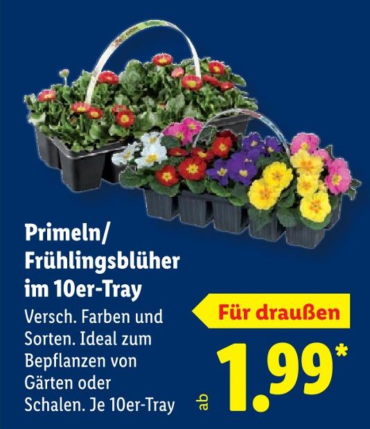 Primeln/Frühlingsblüher im 10er-Tray