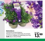 Glockenblume im Angebot bei BayWa Bau- und Gartenmärkte in Neu-Ulm Glockenblume Angebote bei BayWa Bau- und Gartenmärkte Neu-Ulm für 13,99 €