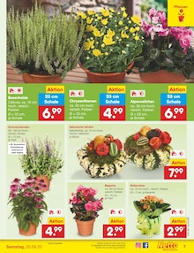 Kürbis im aktuellen Netto Marken-Discount Prospekt (Chemnitz) Kürbis im Netto Marken-Discount Prospekt "Aktuelle Angebote" mit 51 Seiten (Chemnitz)
