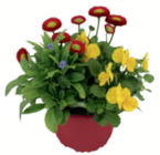 toom Baumarkt Aull - Trio-Frühlingsmix „Spring Break“ Angebot im Prospekt Trio-Frühlingsmix „Spring Break“ bei toom Baumarkt im Aull Prospekt für 3,79 €