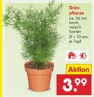 Aktuelle Pflanzen Angebote bei Netto Marken-Discount in Wiesbaden Aktuelles Grünpflanze Angebot bei Netto Marken-Discount in Wiesbaden ab 3,99 €