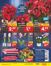 Blumen im Netto Marken-Discount Prospekt in Iserlohn Aktueller Netto Marken-Discount Prospekt mit Blumen, "Aktuelle Angebote", Seite 5
