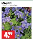 Aktuelle Zimmerpflanzen Angebote bei Wreesmann in Dresden Aktuelles Enzian Angebot bei Wreesmann in Dresden ab 4,99 €