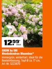 Rhododendron Bloombux Angebote von GROW by OBI bei OBI Kassel für 12,99 €