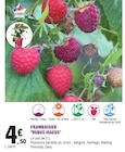 Promo Framboisier 'Rubus Idaeus' à 4,50 € dans le catalogue E.Leclerc à Bruges