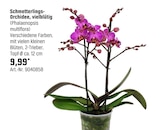 Schmetterlings-Orchidee Angebote bei OBI Siegen für 9,99 €