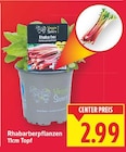 Rhabarberpflanzen von Veggie Sisters im aktuellen E center Prospekt