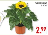 Sonnenblume im Angebot bei Marktkauf in Gelsenkirchen Sonnenblume Angebote bei Marktkauf Gelsenkirchen für 2,99 €