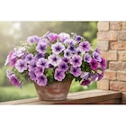 Plantes à massif en promo chez Carrefour Paris à 4,25 €