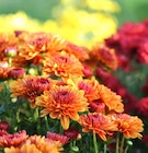 Chrysanthemen-Busch von KÖLLE im aktuellen Pflanzen Kölle Prospekt für 4,44 €