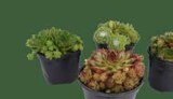 Zimmerpflanzen im EDEKA Prospekt Hauswurz "Sempervivum" im aktuellen EDEKA Prospekt für 2,99 €