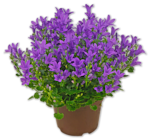Glockenblume im Angebot bei Penny in Darmstadt Glockenblume Angebote bei Penny Darmstadt für 2,99 €