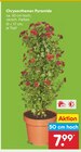 Chrysanthemen Pyramide im Angebot bei Netto Marken-Discount in Greifswald Chrysanthemen Pyramide Angebote bei Netto Marken-Discount Greifswald für 7,99 €