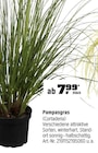 Pampasgras für 7,99 € bei OBI im Angebot Pampasgras im aktuellen OBI Prospekt