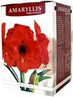 Amaryllis-Zwiebel Angebote bei Penny Herten für 2,99 €