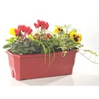 Jardinière d'automne - La jardinière de 40 cm - BOTANIC® en promo chez Botanic Boulogne-Billancourt à 17,99 €