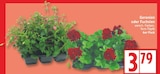 Geranien für 3,79 € bei EDEKA im Angebot Geranien im aktuellen EDEKA Prospekt