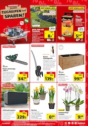 Aktueller Hagebaumarkt Prospekt mit Zimmerpflanzen, "So günstig geht das!", Seite 5