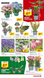Orchidee im toom Baumarkt Prospekt in Neuss Aktueller toom Baumarkt Prospekt mit Orchidee, "Respekt, wer's selber macht.", Seite 3